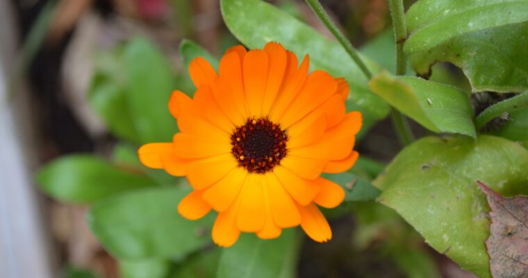How to Make Calendula & Turmeric Cold Process Soap