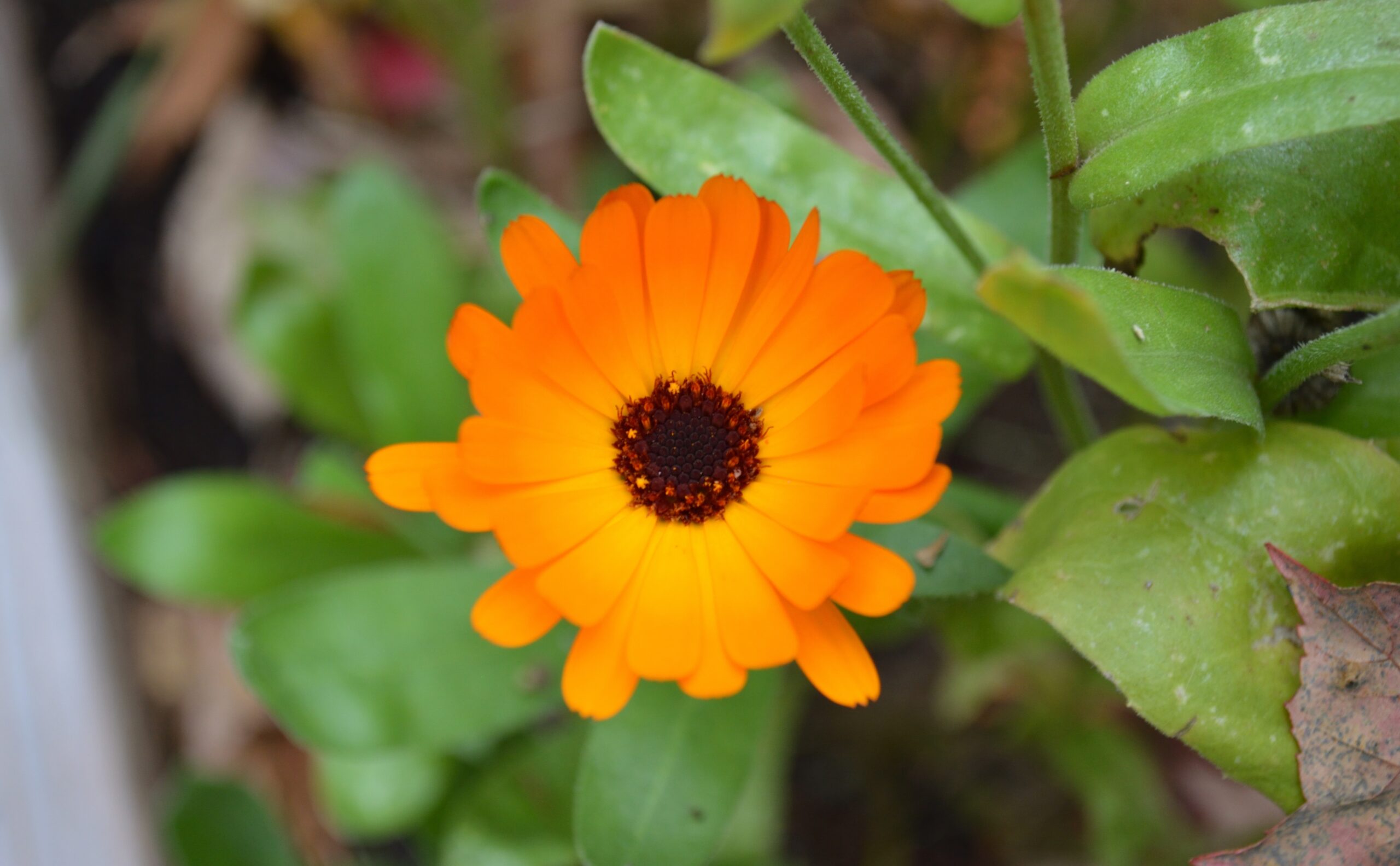 How to Make Calendula & Turmeric Cold Process Soap